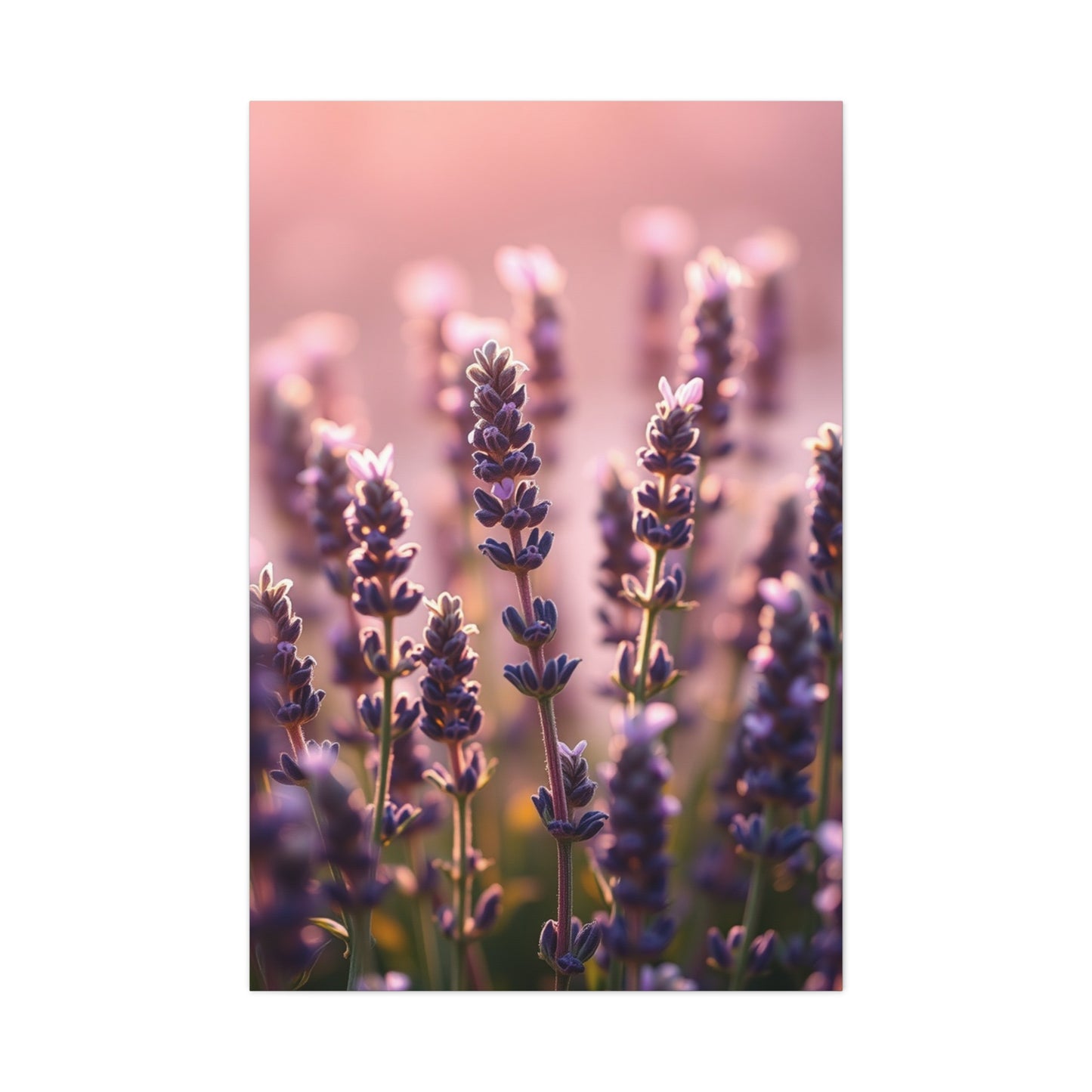 Collection Lavender Herb Art Wall Art & Canvas Print