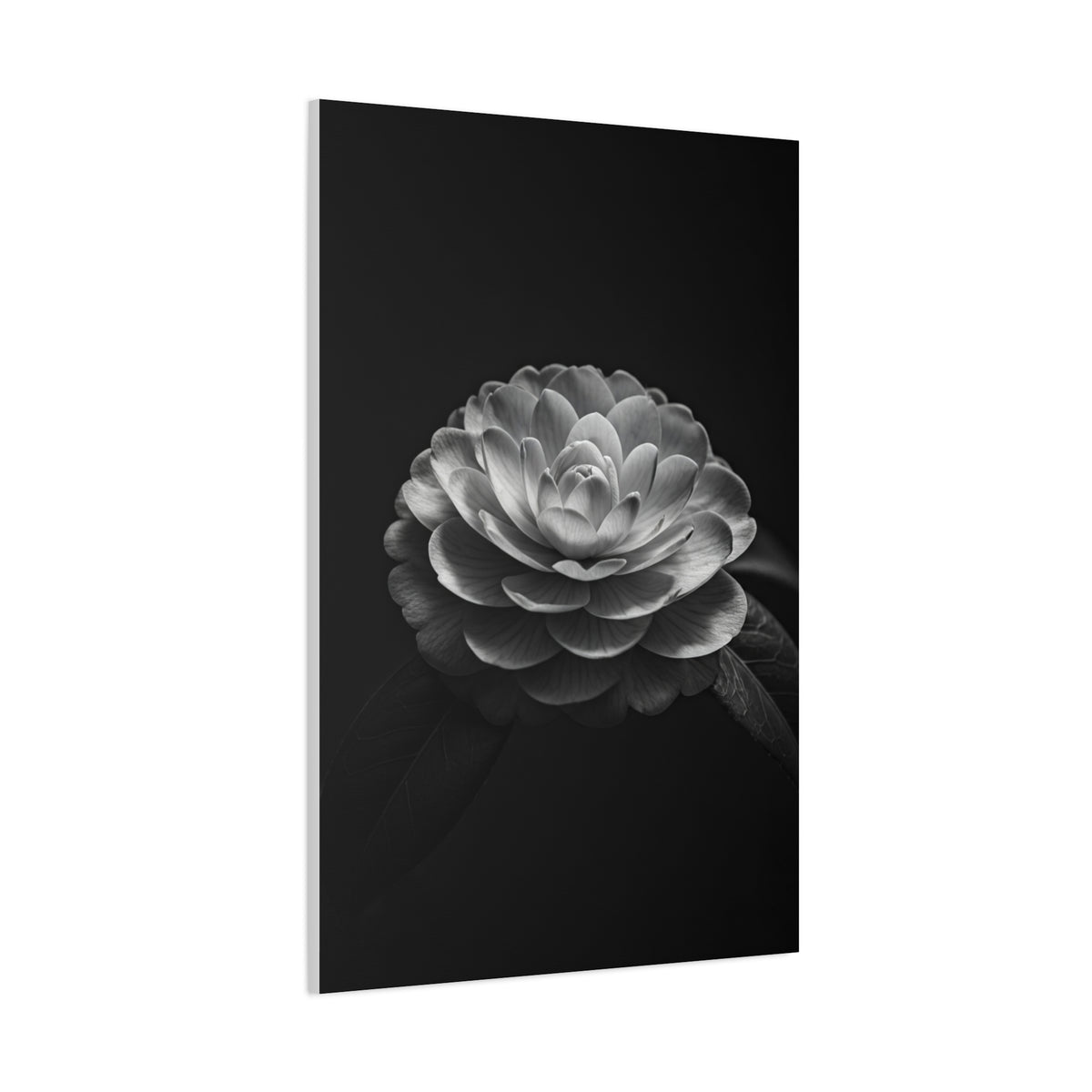Full Bloom Camellia in Deep Contrast Wall Art & Canvas Prints